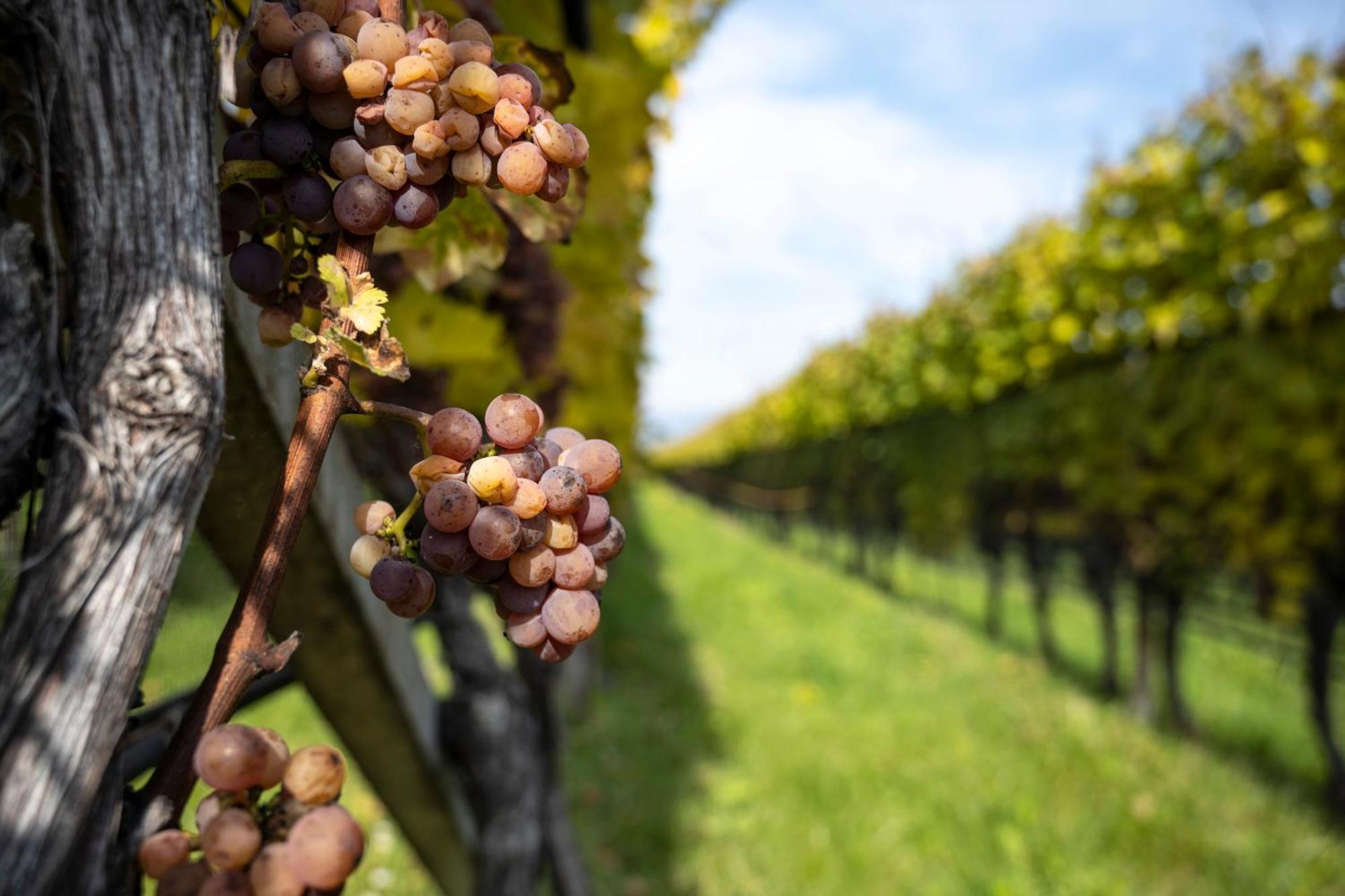 Hotel Girlanerhof Appiano Sulla Strada Del Vino Ngoại thất bức ảnh